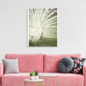 Albino-Pfau Leinwanddruck (Insitu (Wohnzimmer))