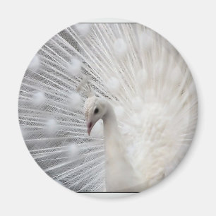 Albino-Pfau Magnet