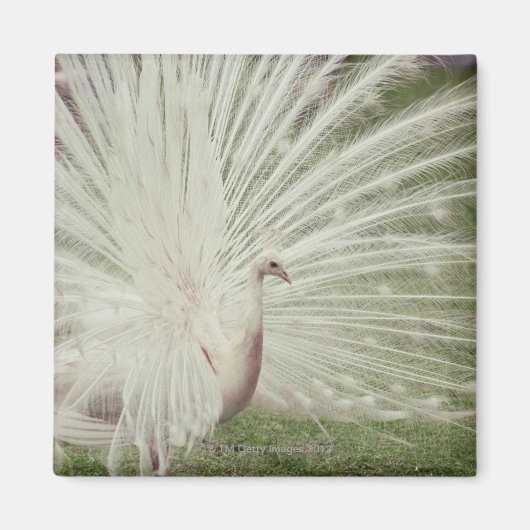 Albino-Pfau Magnet (Vorne)