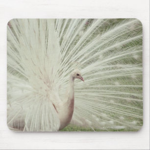 Albino-Pfau Mousepad