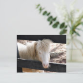 Albino Pony Postkarte (Stehend Vorderseite)