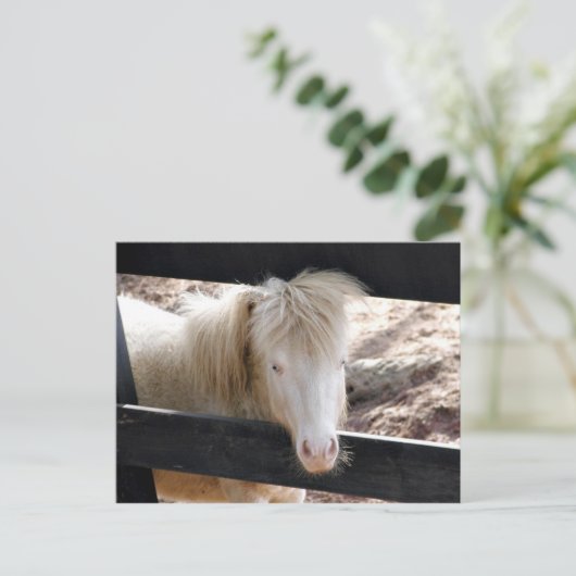 Albino Pony Postkarte (Stehend Vorderseite)