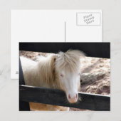 Albino Pony Postkarte (Vorne/Hinten)