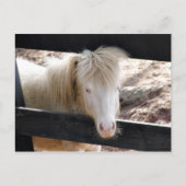 Albino Pony Postkarte (Vorderseite)