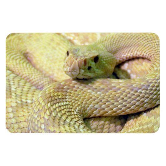Albino Rattle Snake Flexible Magnet (Horizontal)