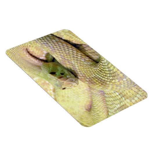 Albino Rattle Snake Flexible Magnet (Rechte Seite)