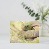Albino Rattlesnake Postkarte (Stehend Vorderseite)
