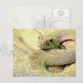 Albino Rattlesnake Postkarte (Vorne/Hinten)