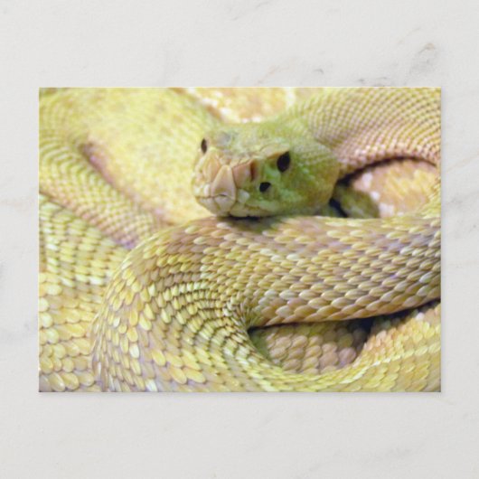 Albino Rattlesnake Postkarte (Vorderseite)