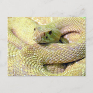 Albino Rattlesnake Postkarte