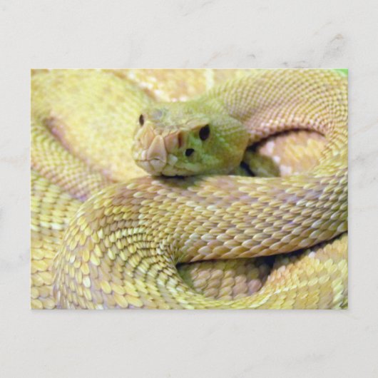 Albino Rattlesnake Postkarte (Vorderseite)