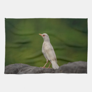 Albino Robin in Crown Point Geschirrtuch