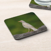 Albino Robin in Crown Point Getränkeuntersetzer (Linke Seite)