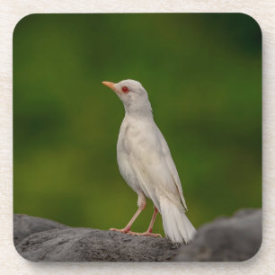 Albino Robin in Crown Point Getränkeuntersetzer