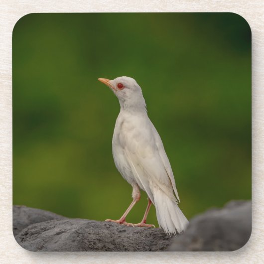 Albino Robin in Crown Point Getränkeuntersetzer (Vorderseite)