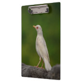 Albino Robin in Crown Point Klemmbrett (Links)