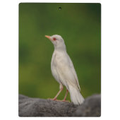 Albino Robin in Crown Point Klemmbrett (Rückseite)