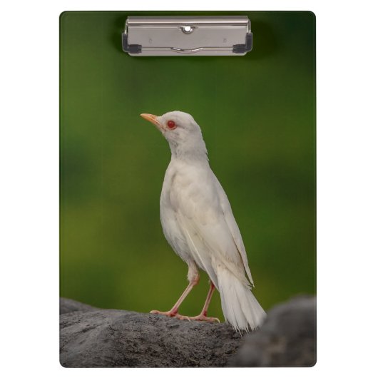 Albino Robin in Crown Point Klemmbrett (Vorderseite)