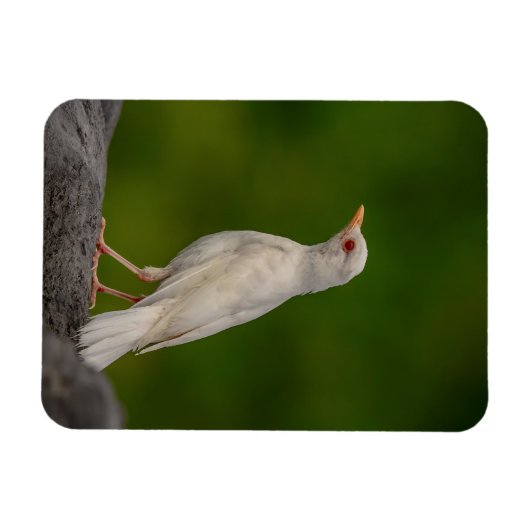 Albino Robin in Crown Point Magnet (Horizontal)