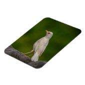 Albino Robin in Crown Point Magnet (Linke Seite)