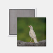 Albino Robin in Crown Point Magnet (Vorderseite/Rückseite)