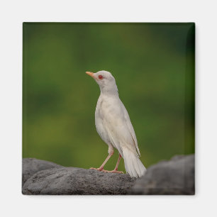 Albino Robin in Crown Point Magnet