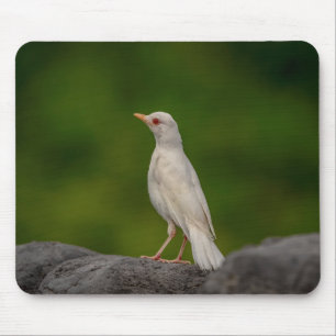 Albino Robin in Crown Point Mousepad