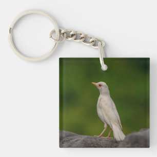 Albino Robin in Crown Point Schlüsselanhänger
