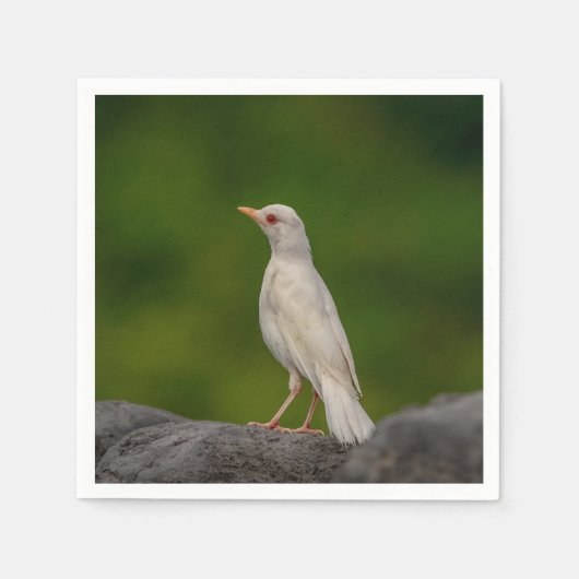 Albino Robin in Crown Point Serviette (Vorderseite)