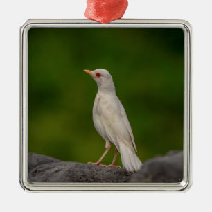 Albino-Rotkehlchen in Crown Point Ornament Aus Metall