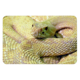 Albino Schlange Flexible Magnet