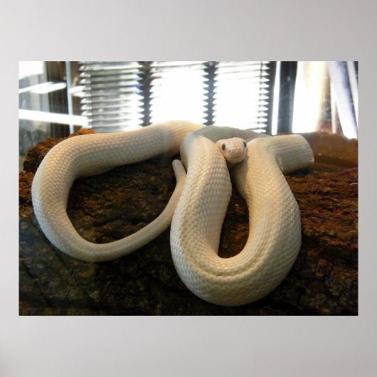 Albino Snake Poster (Vorne)