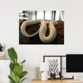 Albino Snake Poster (Heimbüro)