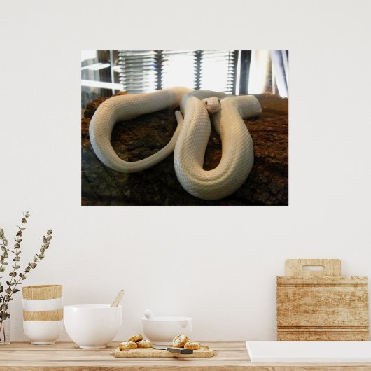 Albino Snake Poster (Küche)