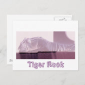 Albino Tiger Postkarte (Vorne/Hinten)