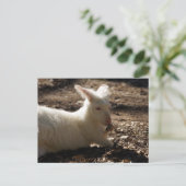 Albino Wallaby Postkarte (Stehend Vorderseite)