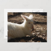 Albino Wallaby Postkarte (Vorne/Hinten)
