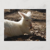 Albino Wallaby Postkarte (Vorderseite)