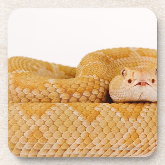 Albino-Westerndiamantmarkierungsklapperschlange Untersetzer (Vorderseite)