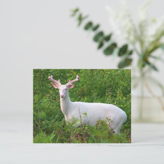 Albino Whitetail Deer Postcard Postkarte (Stehend Vorderseite)