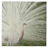 Albinopfau Fliese (Vorderseite)