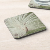 Albinopfau Untersetzer (Linke Seite)