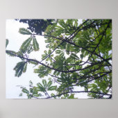 Albizia adianthifoli poster (Vorne)