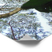 Albizia Tree Poster (Ecke)