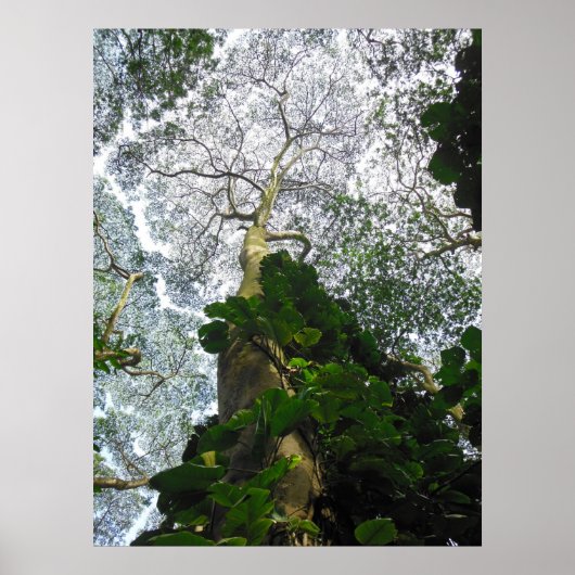 Albizia Tree Poster (Vorne)