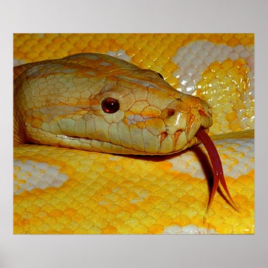 Alboino Burmese Python Snake Poster (Vorne)