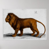 Albrecht Durer Color Engraving Lion Poster (Vorne)