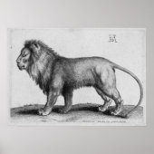Albrecht Durer Graving Lion Poster (Vorne)