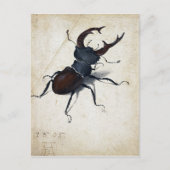 Albrecht Dürer Stag Beetle Postkarte (Vorderseite)