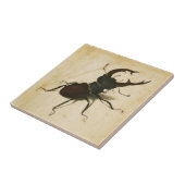 Albrecht Durer Stag Beetle Renaissance Zeichnend K Fliese (Seite)